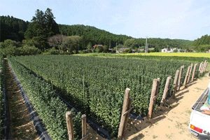 9月上旬、ようやくつぼみを持った露地栽培の菊。彼岸時期の出荷を見込んでいたが、生育は遅れ気味だ。